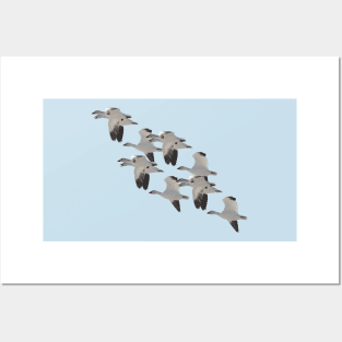 Snow Goose Migration Posters and Art